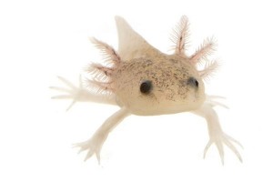 Ambystoma mexicanum (axolotl), leucistique, 12-14 cm